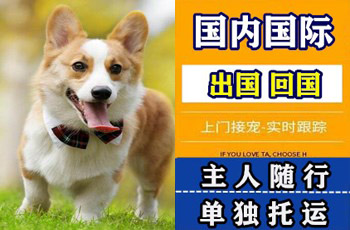 凉山州宠物托运公司凉山州宠物托运公司凉山州宠物托运公司