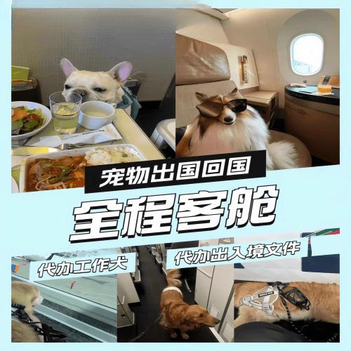 凉山州宠物托运到白俄罗斯宠物入境规定和要求