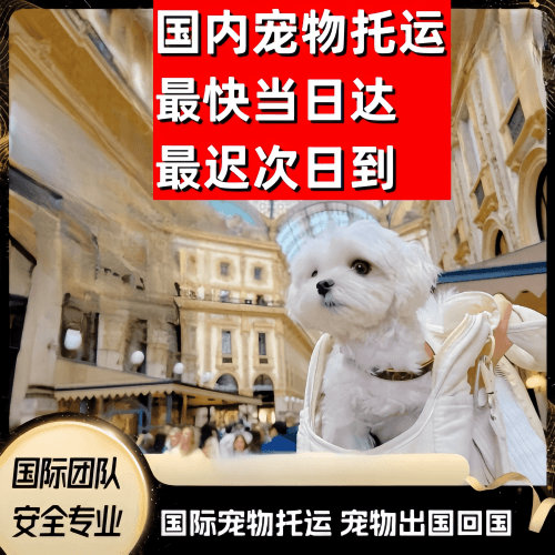 凉山州到澳大利亚（澳洲）宠物入境规定和要求